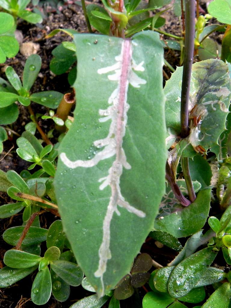 Sonchus maritimus